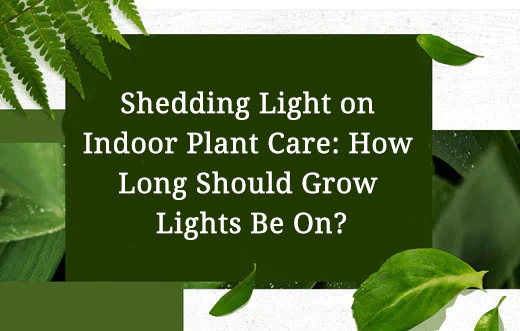 Shedding Light on Indoor Plant Care: How Long Should Grow Lights Be On?