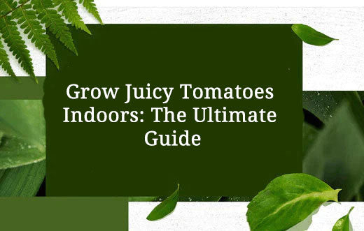 Grow Juicy Tomatoes Indoors: The Ultimate Guide