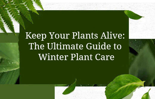 Keep Your Plants Alive: The Ultimate Guide to Winter Plant Care